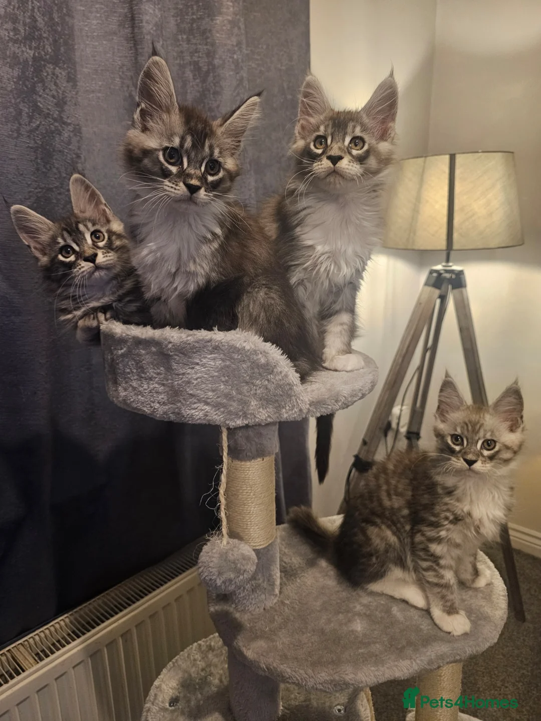 Maine Coon cats for sale: Champion bloodline maine coon kittens TICA - Advert 6