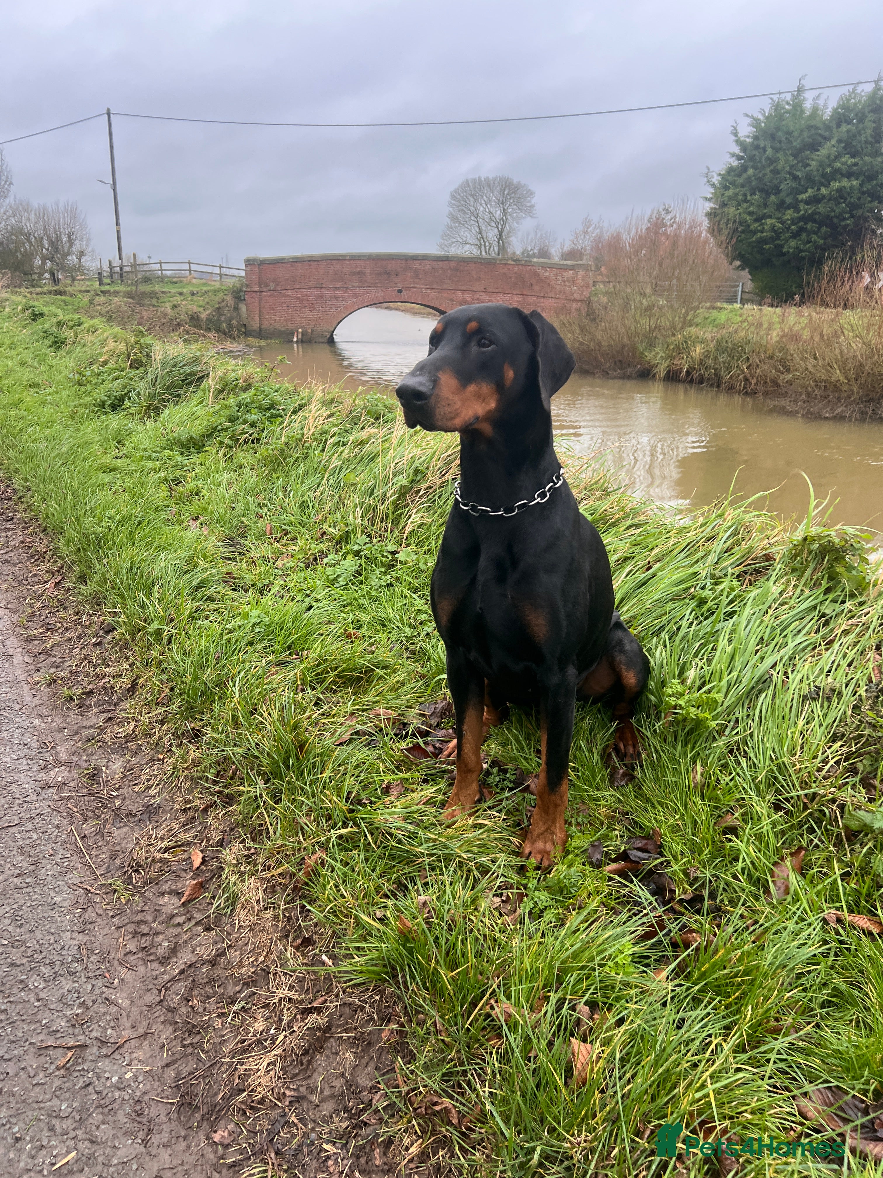 Dobermann dogs Pure German Elite Dobermann Stud Available  - Advert 2