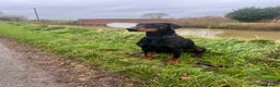 Dobermann dogs for stud: Elite Dobermann Stud Available  in Skegness - Advert 3