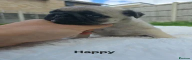 Happy 