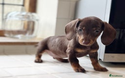 Miniature Dachshund dogs for sale: Health tested Mini dachshund puppies  - Image 9