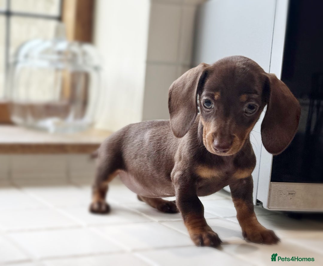 Miniature Dachshund dogs for sale: Health tested Mini dachshund puppies  - Image 9