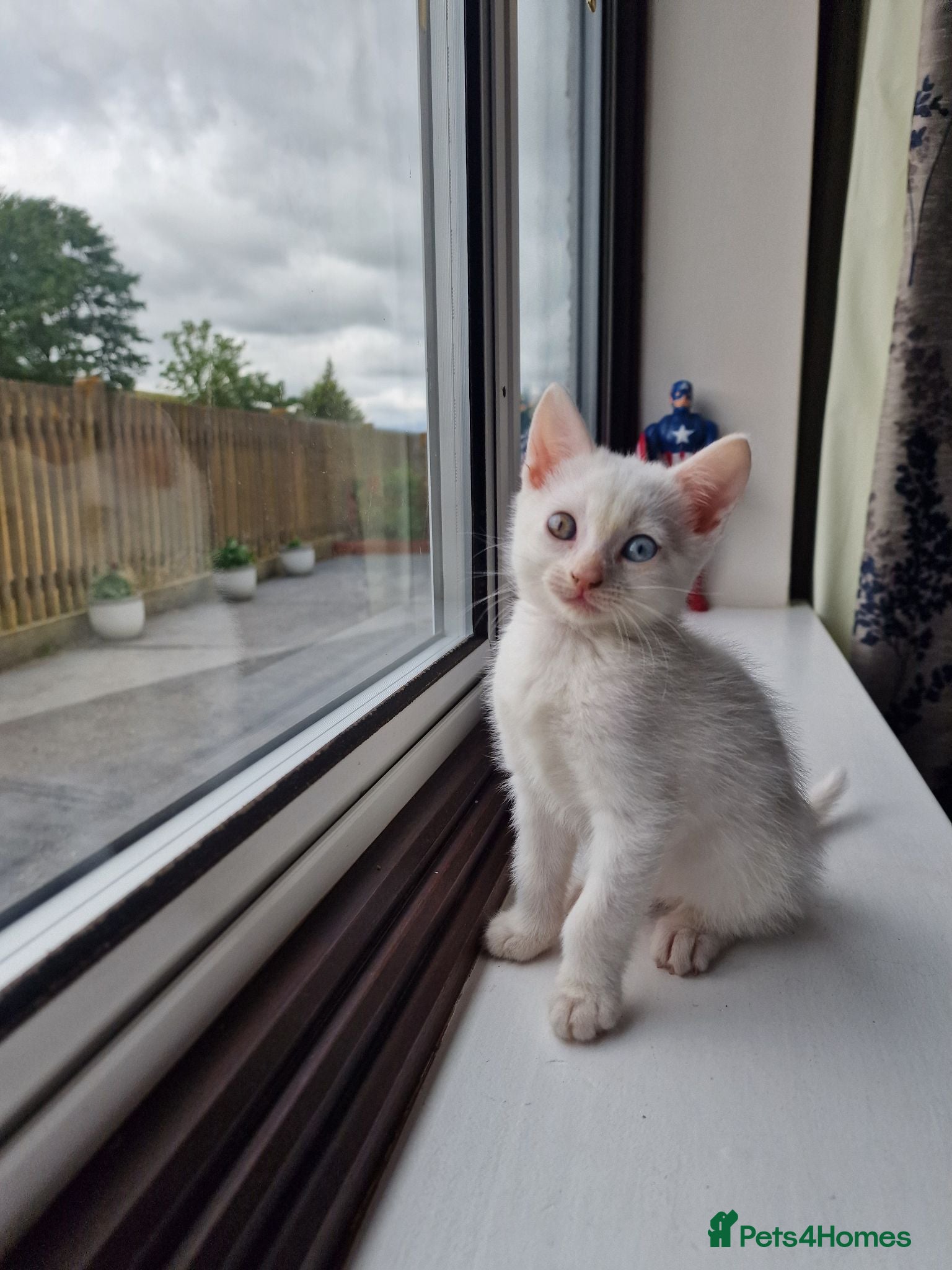 Turkish Angora cats Beautiful, Healthy-looking Turkish Angora kitten! - Advert 2