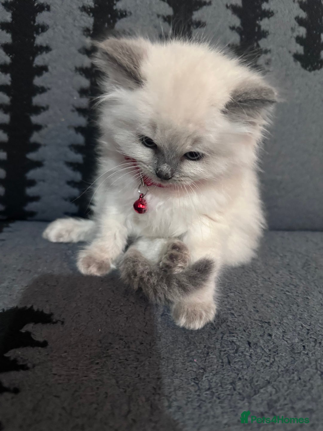 Ragdoll cats for sale: Adorable 4ragdoll Kitten Looking for a Loving Home - Advert 9