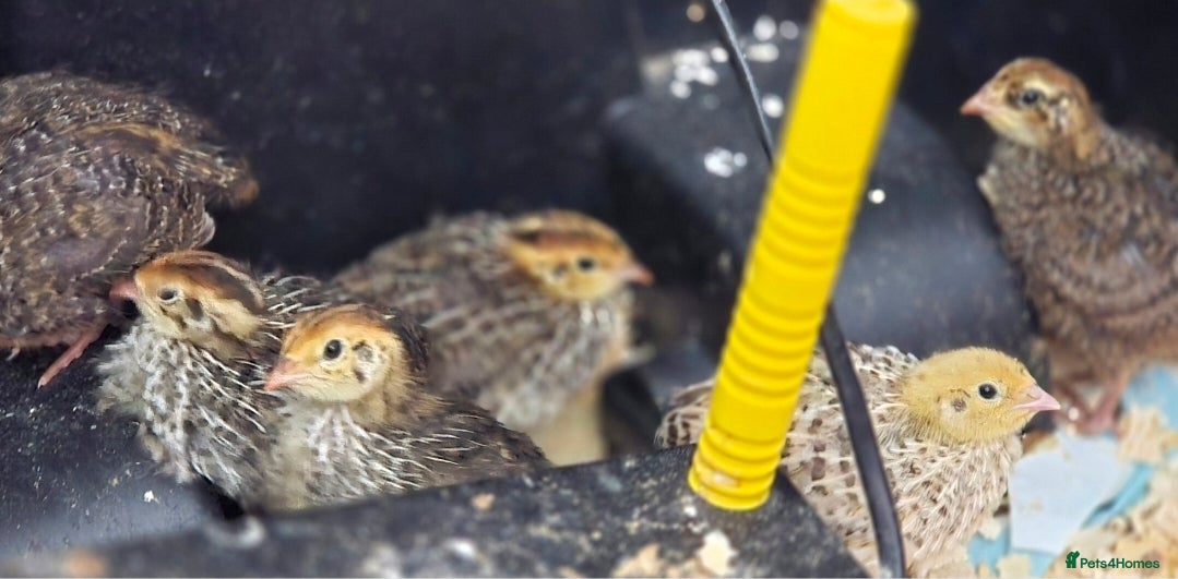 Quail poultry for sale: Quails for sale (courtnix) - Advert 6