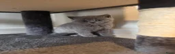 British Shorthair cats for sale: **LAST GIRL** British shorthair kitten - Advert 13