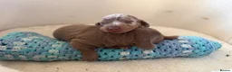Miniature Dachshund dogs for sale: Two beautiful KC registered puppies  in Hull - Advert 13