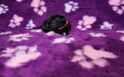 Labrador Retriever dogs for sale: KC registered yellow/black labrador puppies  - Image 15