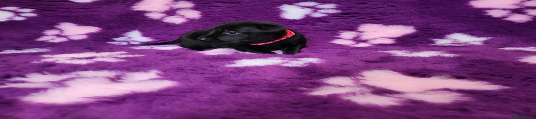 Labrador Retriever Puppy 4