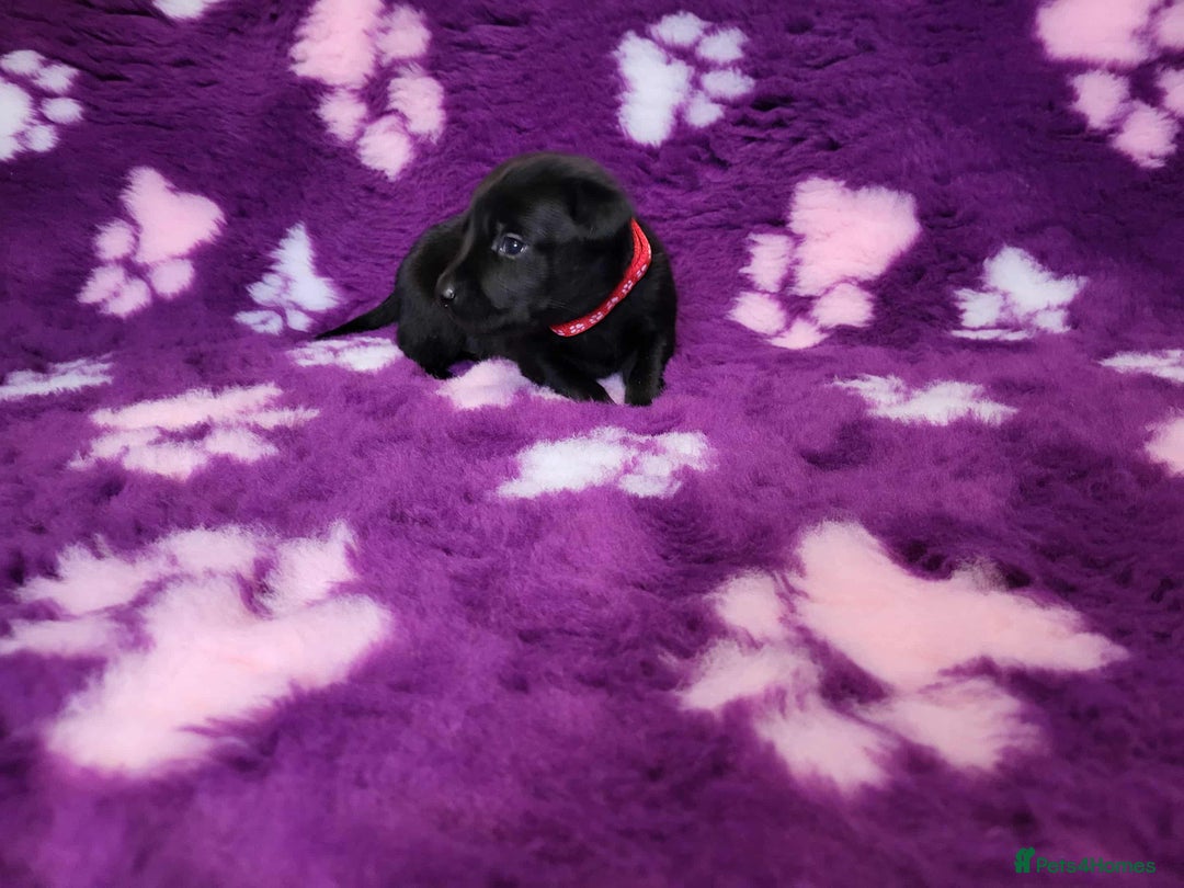 Labrador Retriever dogs for sale: KC registered yellow/black labrador puppies  - Image 15