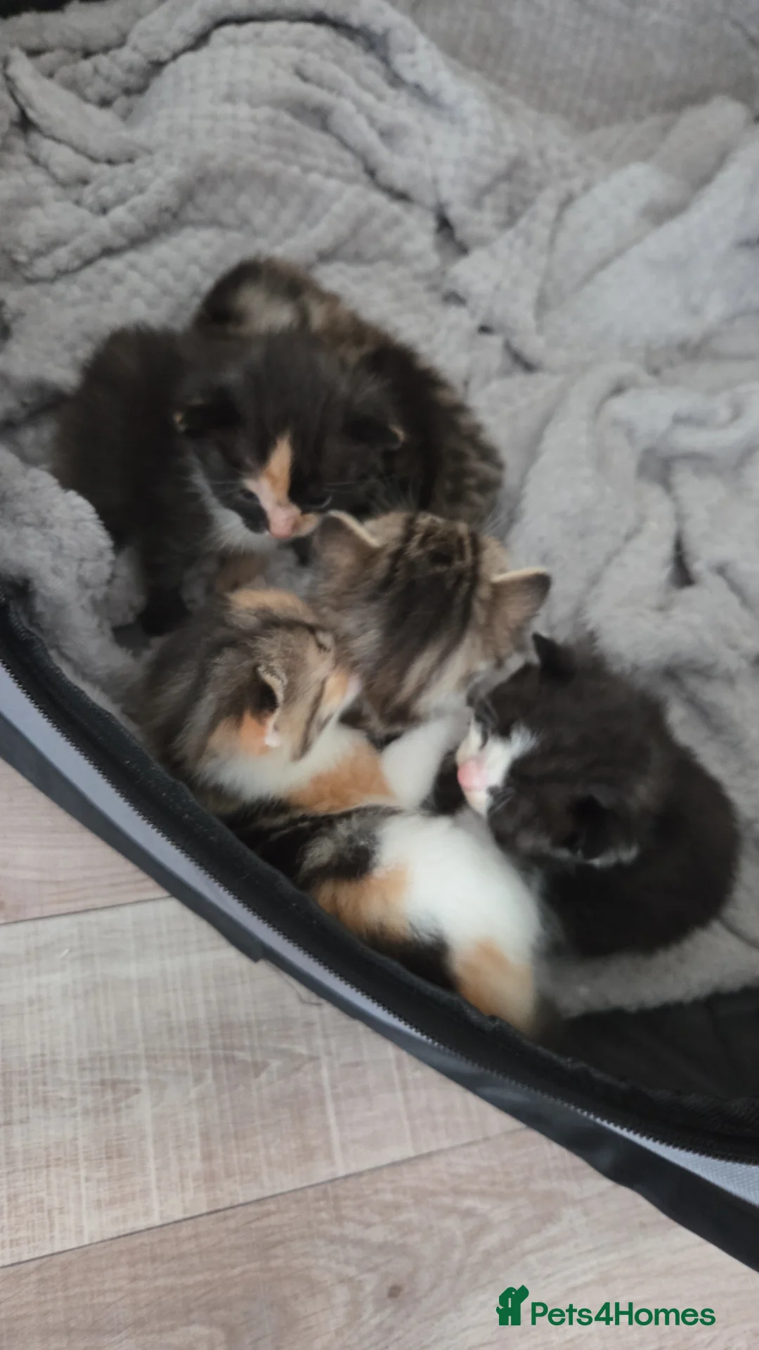 British Shorthair cats for sale: British shorthair x ragdoll kittens  in Crewe - Advert 25