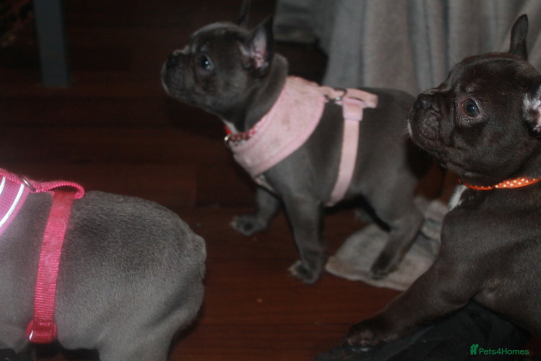 French Bulldog dogs for sale: KC French Bulldog Puppies -Last One.Ready to leave - Image 18