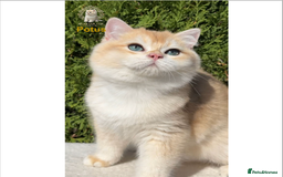 British Shorthair cats for sale: World Class Golden BSH/BLH Chinchilla, Shaded & CP - Image 19