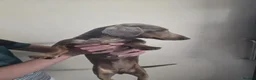Miniature Dachshund dogs for sale: Female dachund forsale - Advert 4