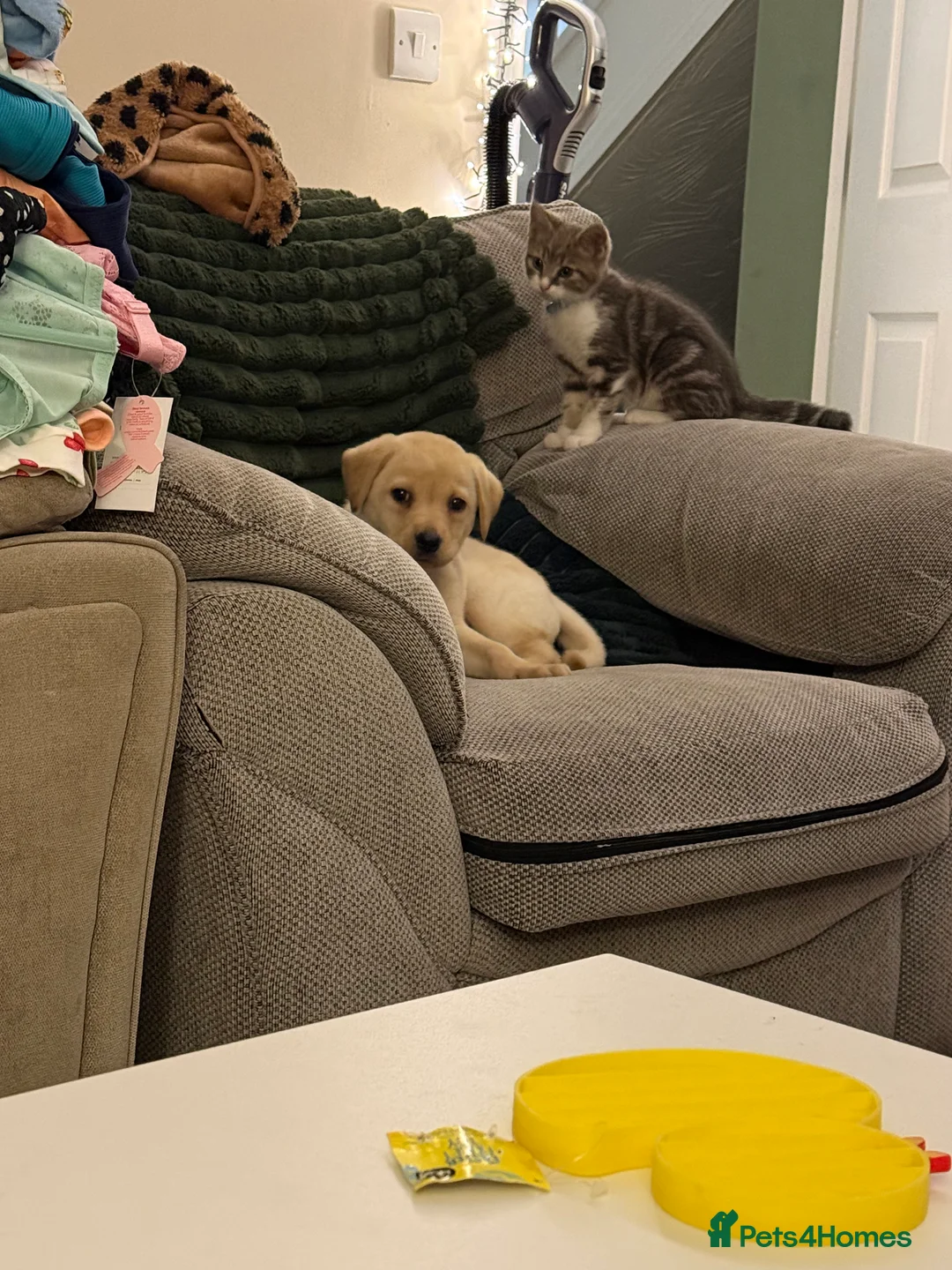 Labrador Retriever dogs for sale: Gus the Labrador  in Westbury - Advert 2