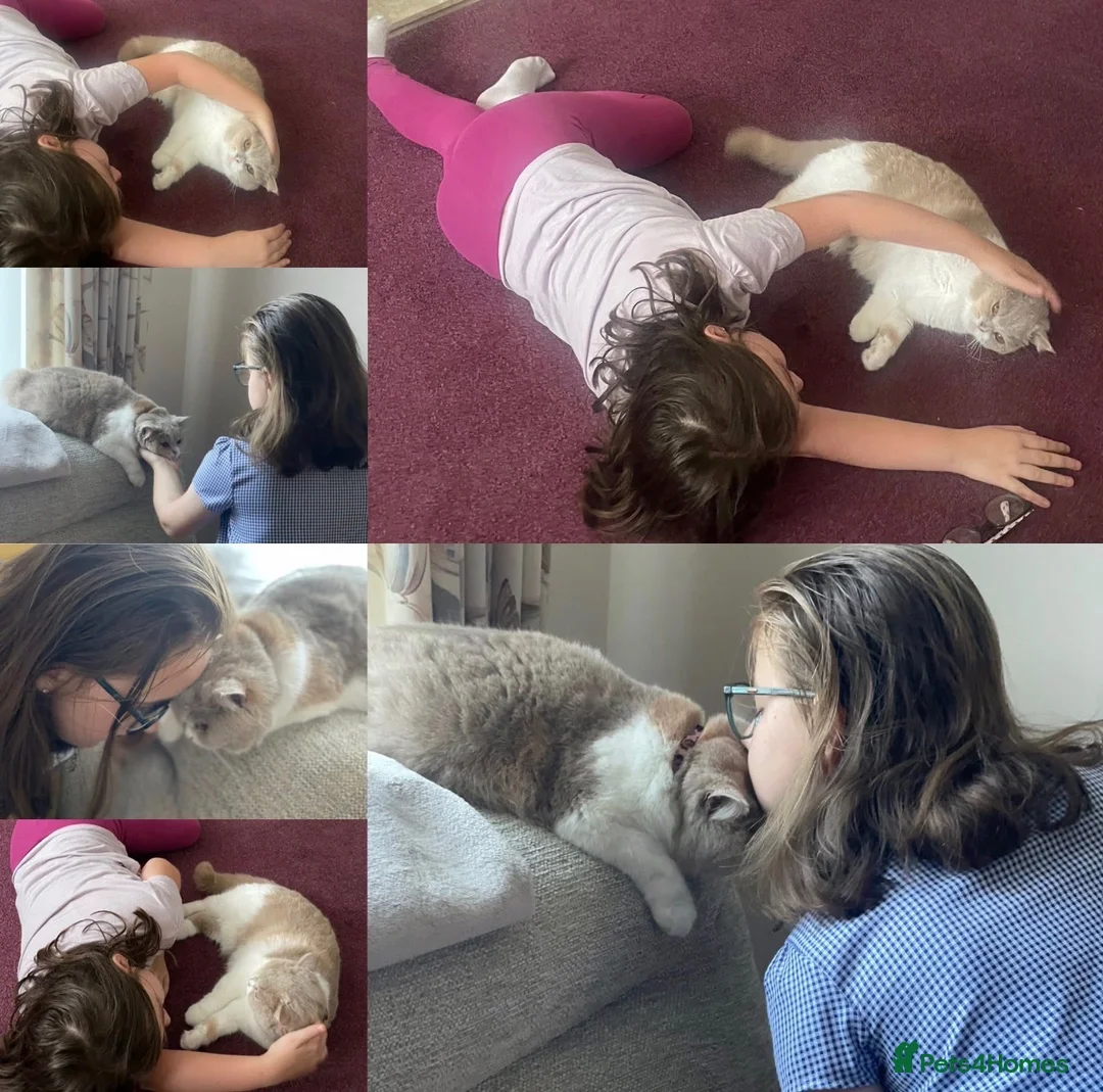 British Shorthair cats for sale: Stunning British Shorthair Girl - Advert 2