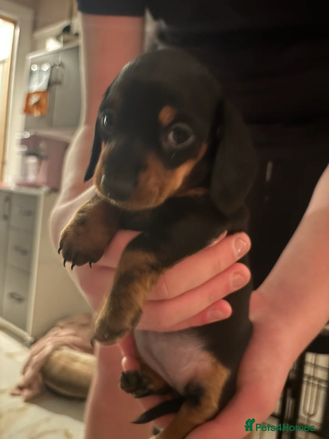 Miniature Dachshund dogs for sale: For Sale £1100 - Advert 4