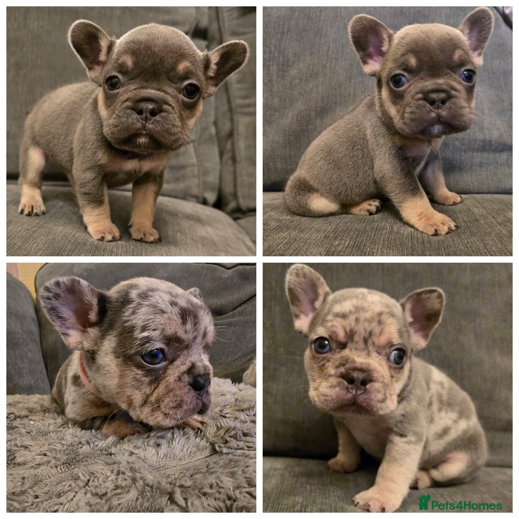 French Bulldog dogs Chunky Frenchie Puppies  - Advert 13