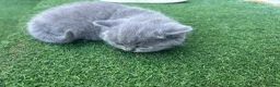 British Shorthair cats for sale: British Shorthair Kittens TICA registered  - Advert 6