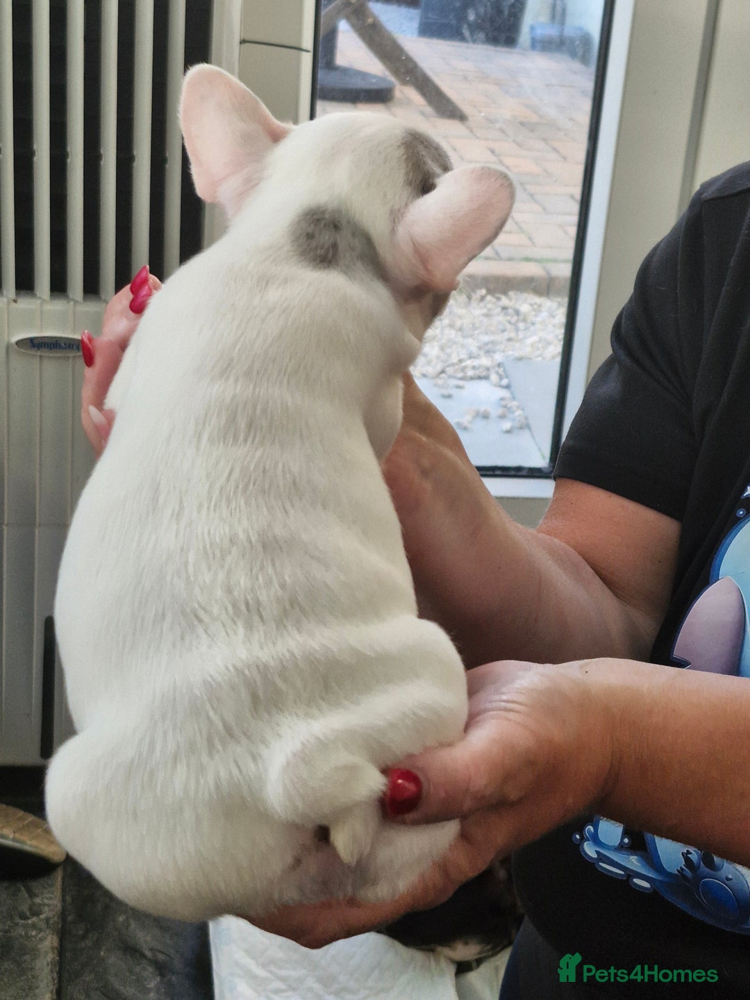 French Bulldog dogs for sale: French Bulldog Puppies - Image 11