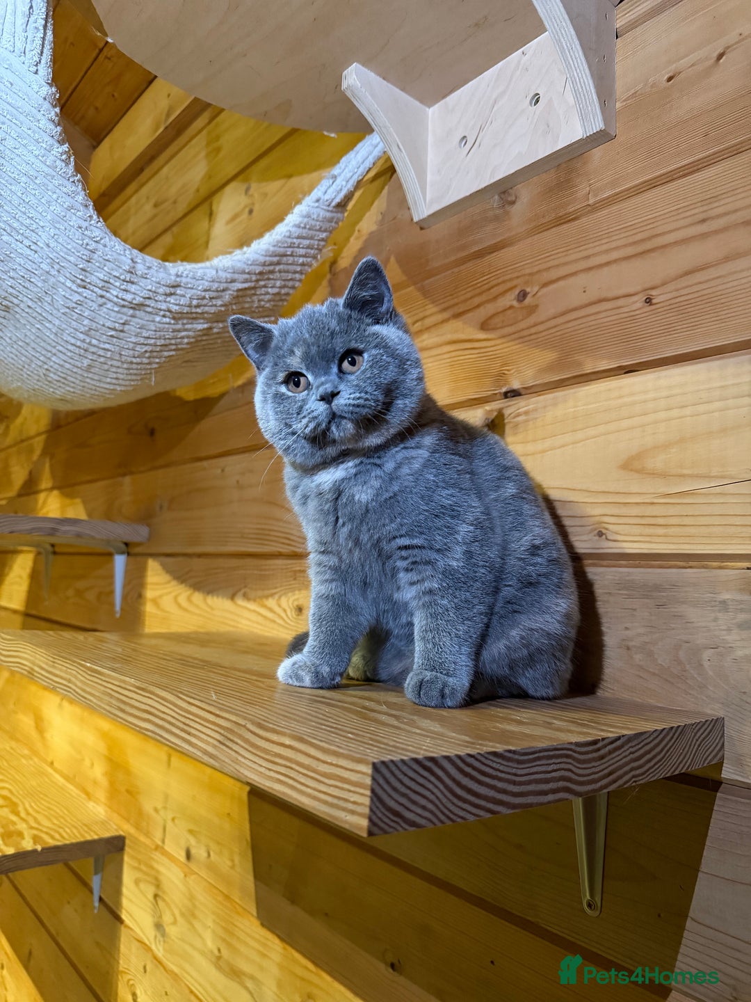 British Shorthair cats for sale: British Shorthair Kittens blue tortie  - Advert 8