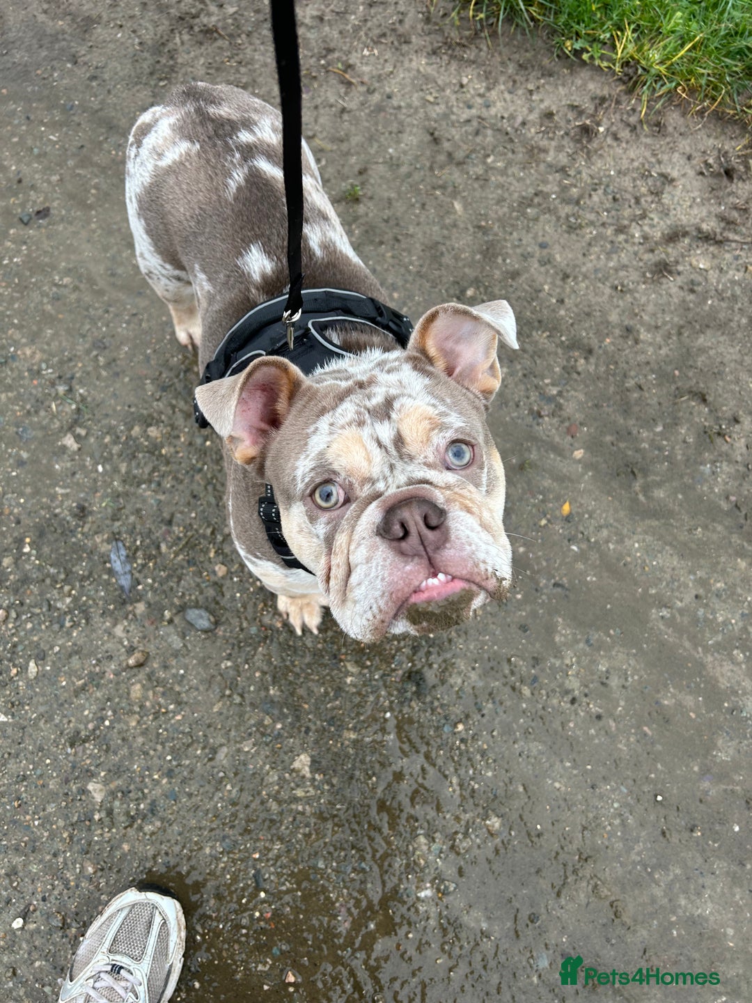 English Bulldog dogs for stud: English bulldog for stud  - Advert 6