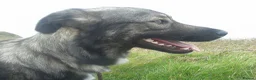 Mixed Breed dogs for sale: Mixed Breed Female Looking For Forever Home - Advert 1