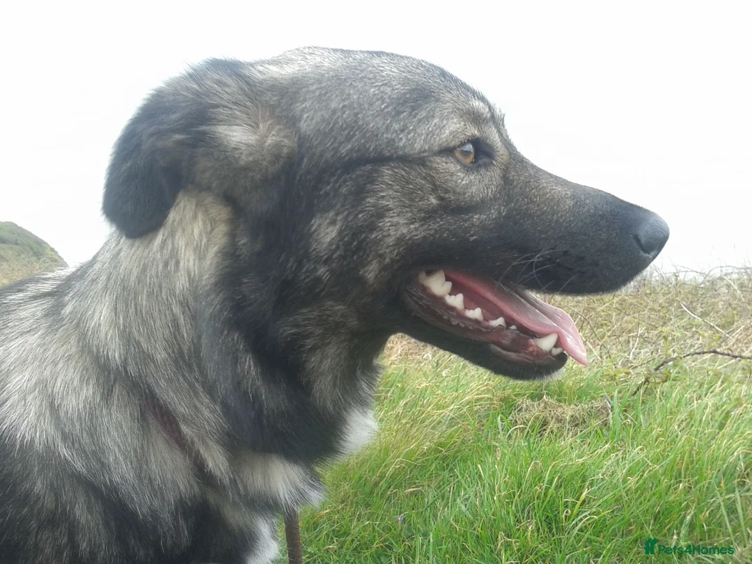 Mixed Breed dogs for sale: Mixed Breed Female Looking For Forever Home - Advert 1
