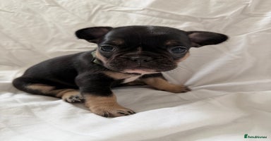 French Bulldog dogs - Advert 8