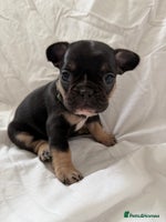 French Bulldog dogs - Advert 8