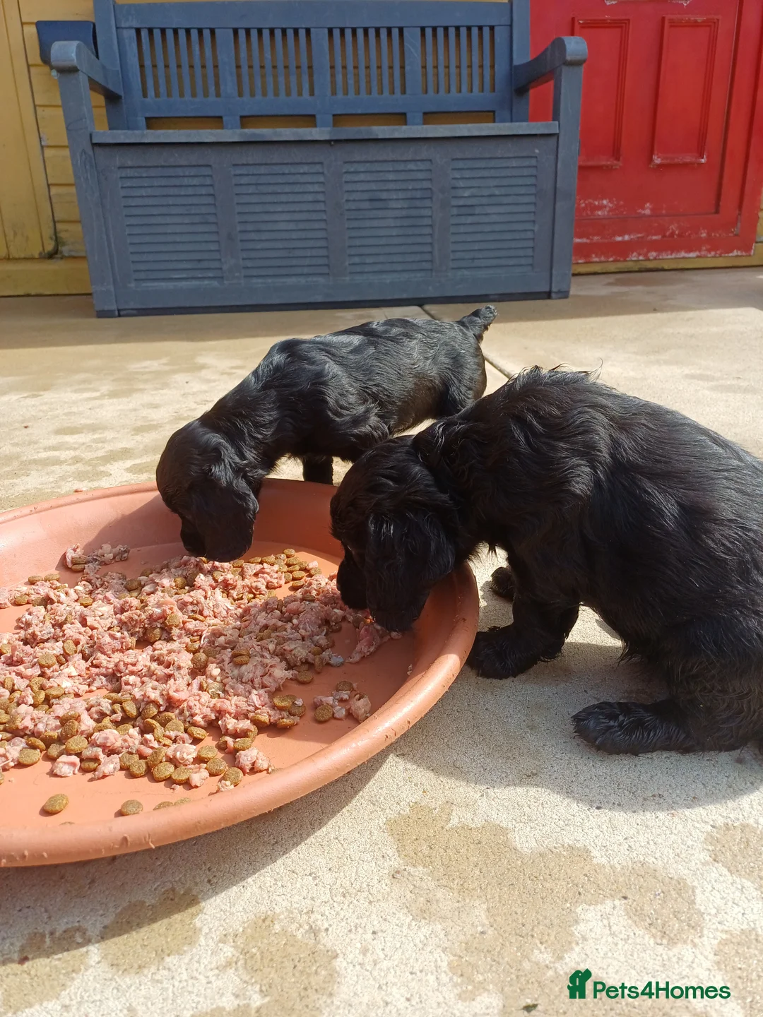 Cocker Spaniel dogs for sale: EXELLENT  BRED WORKING COCKER PUPPIES  - Advert 2