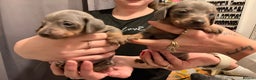 Dachshund dogs for sale: Dachshund puppies  - Advert 18