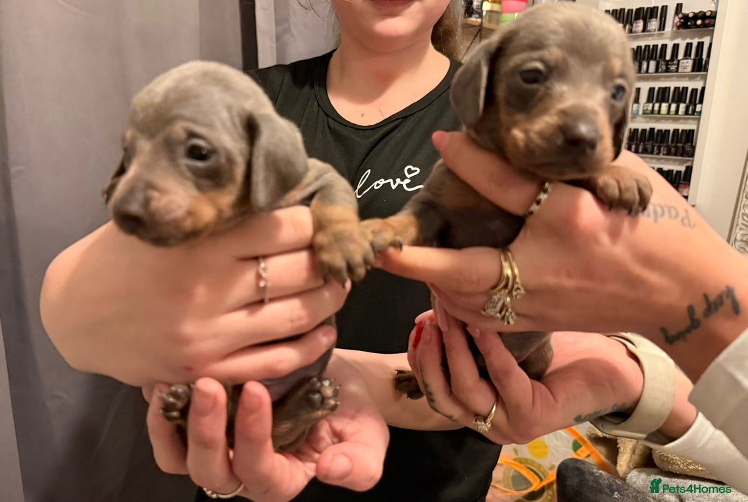 Dachshund dogs for sale: Dachshund puppies  - Advert 18