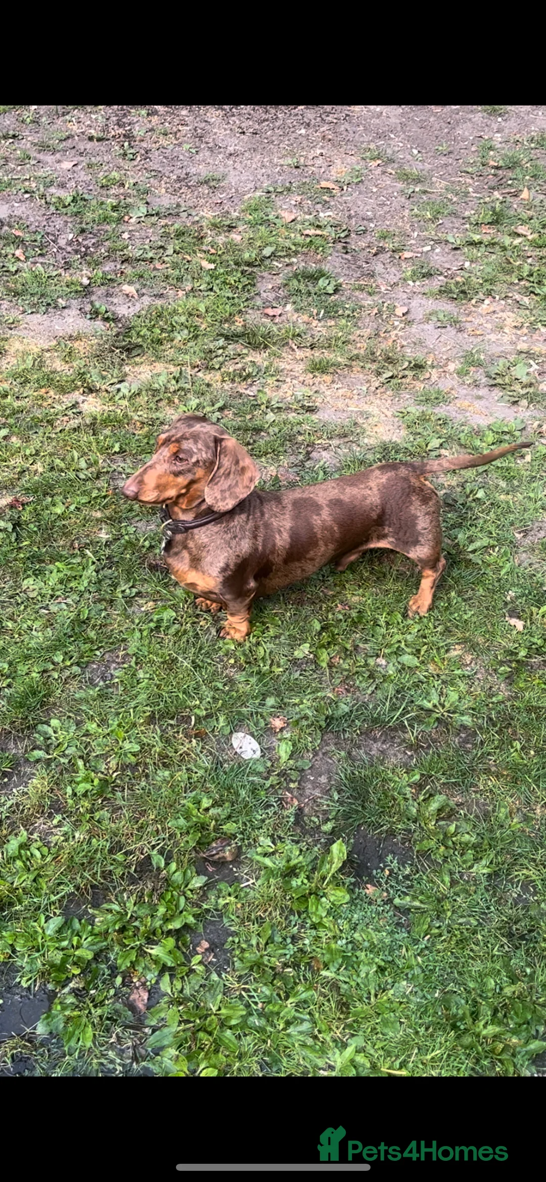 Miniature Dachshund dogs for stud: 🔥For stud proven miniature dachshund🔥   in Windsor - Advert 9