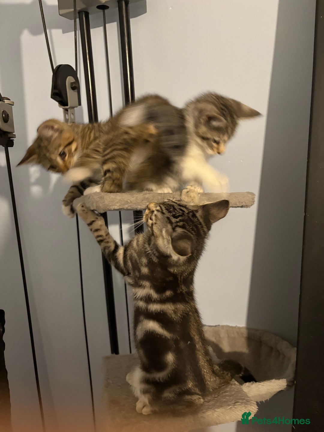 Mixed Breed cats for sale: Beautiful kittens awaiting their forever homes ❤️ - Advert 5