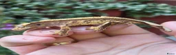 Gecko reptiles for sale: Crested geckos  - Advert 17