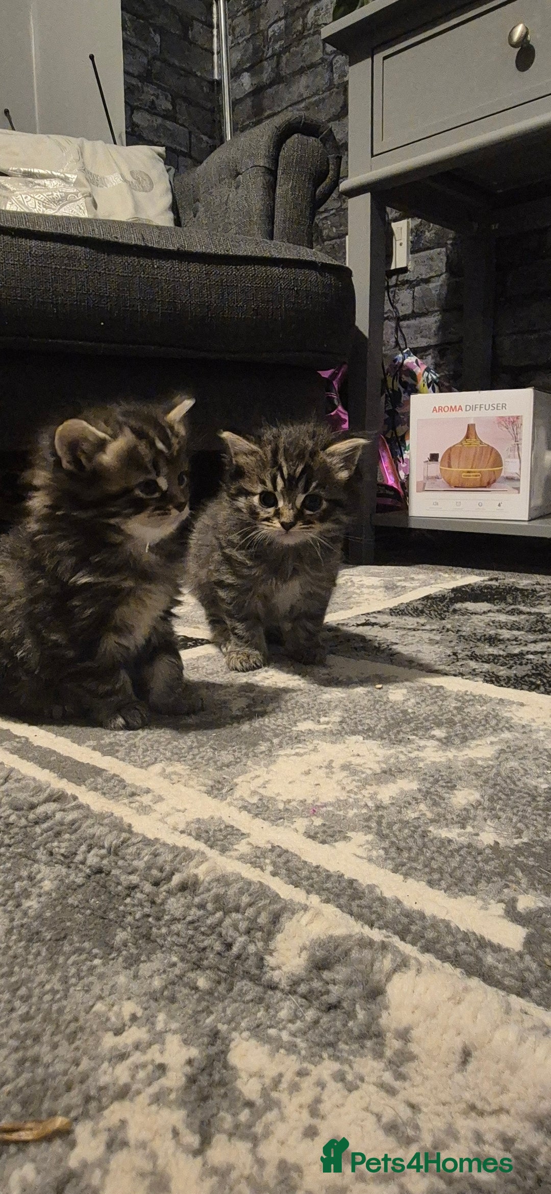 Mixed Breed cats for sale: Kittens silver tabby Britishshort-hairxmaincoon  - Advert 15