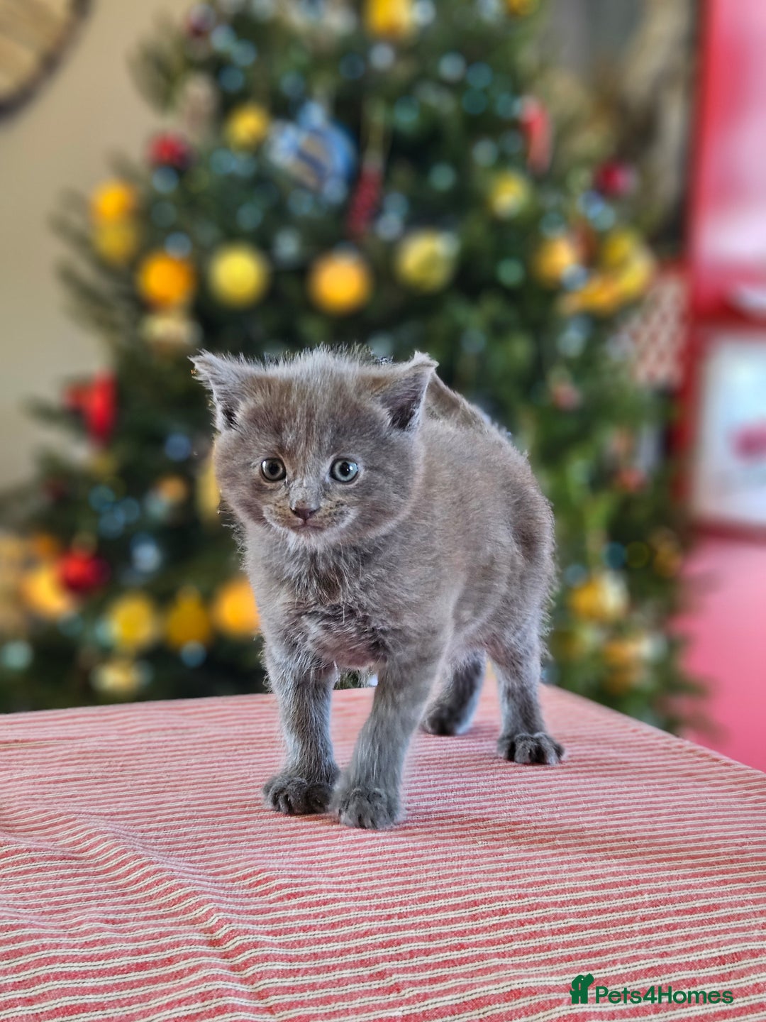 Maine Coon cats for sale: Adorable Maine Coon cross litter for sale - Advert 9