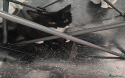 Mixed Breed cats for sale: 1 kitten for sale due to time wasters  - Image 11