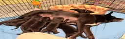 Borador dogs for sale: Borador puppies for sale - Advert 8