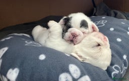 French Bulldog dogs for sale: Fluffy French Bulldogs - Image 13