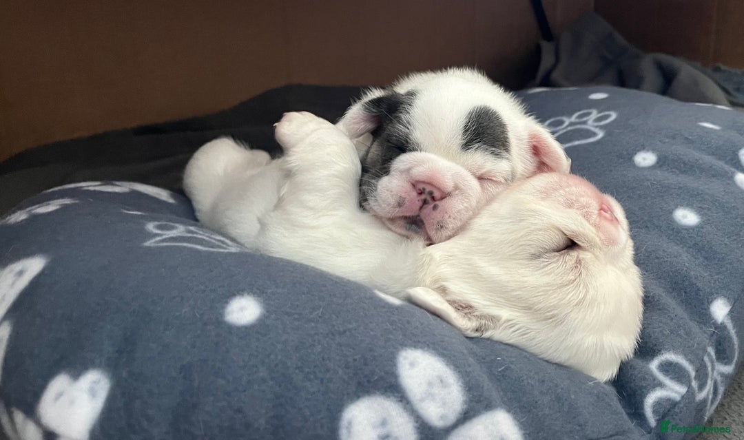 French Bulldog dogs for sale: Fluffy French Bulldogs - Image 13