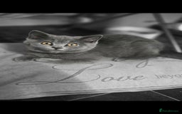 British Shorthair cats for sale: British Short-hair Kittens x3  - Image 3