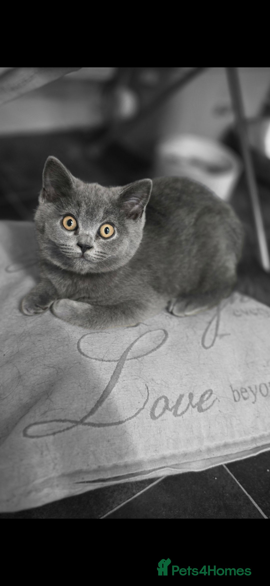 British Shorthair cats for sale: British Short-hair Kittens x3  - Image 3