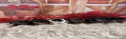 Jack Russell dogs for sale: Beautiful smooth coated short legged Jack Russells in Keighley - Advert 1