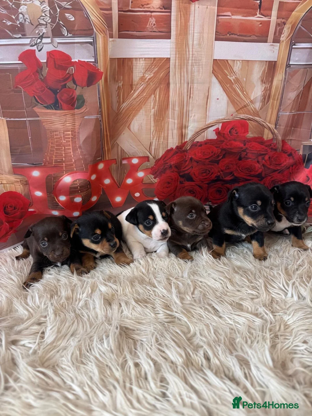Jack Russell dogs for sale: Beautiful smooth coated short legged Jack Russells in Keighley - Advert 1