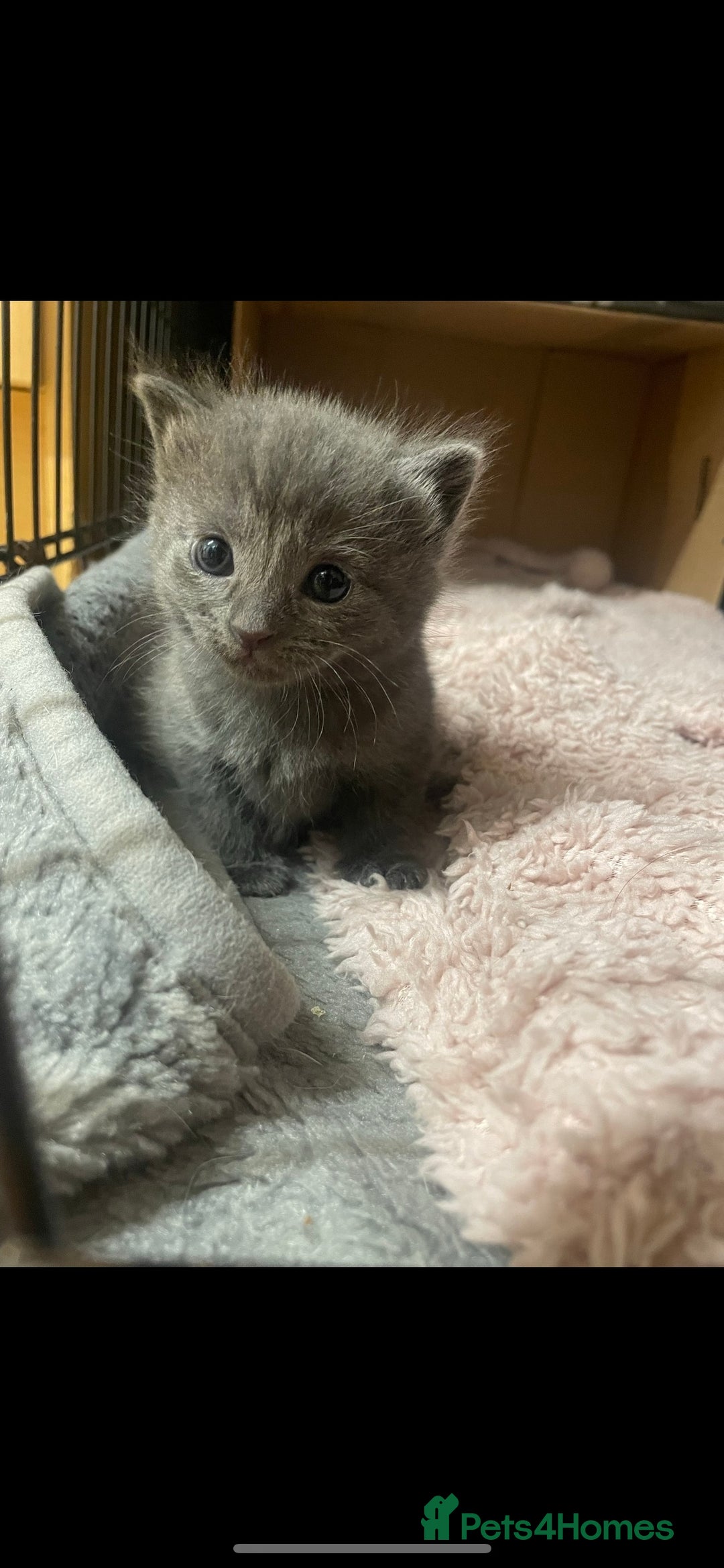 Russian Blue cats for sale: Russian blue x European shorthair mixed - Image 4