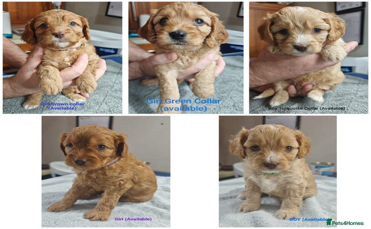 Cavapoo dogs - Advert 6