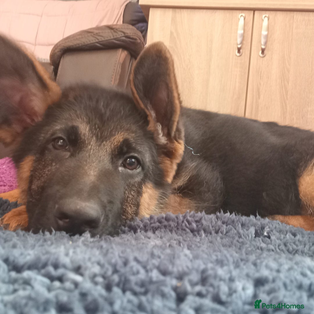 German Shepherd dogs for sale: Male German Sheperd  - Image 2
