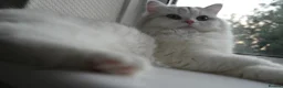 Persian cats for sale: Persian chinchilla silver back in Walsall - Advert 15